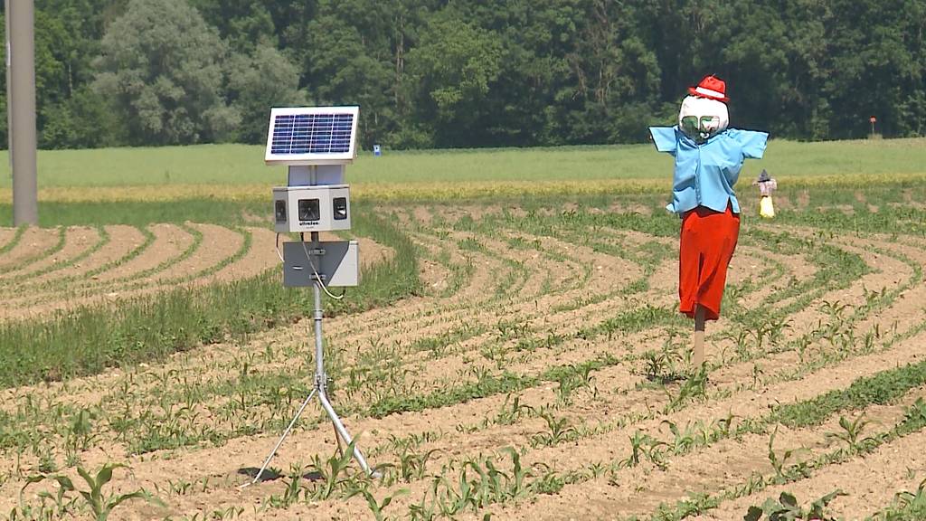 «Vogelscheuche» verjagt auch Nachbarn