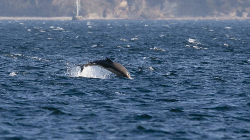 Seit Ende Dezember sind fast 200 tote Delfine und Schweinswale an der französischen Atlantikküste gestrandet. 190 Meeressäuger seien seit dem 23. Dezember an den Küsten der südlichen Bretagne gefunden worden, teilte die Beobachtungsstelle für Meeressäuger Pelagis mit. (Symbolbild)