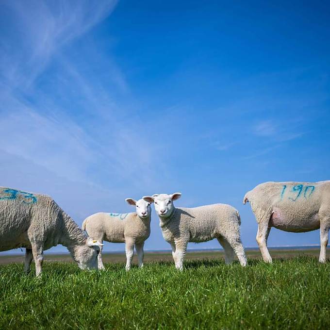 Blauzungenkrankheit erreicht die Ostschweiz