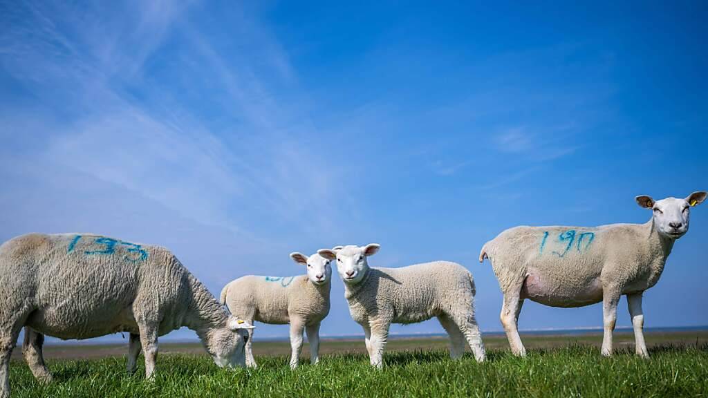 Die Blauzungenkrankheit wird über Mücken verbreitet und verursacht insbesondere bei Schafen schwere Symptome. (Archivbild)