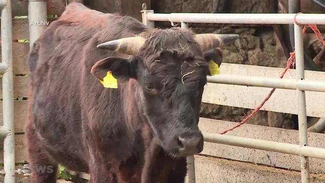 Vorwürfe an Bauern nach Tierdrama Boningen