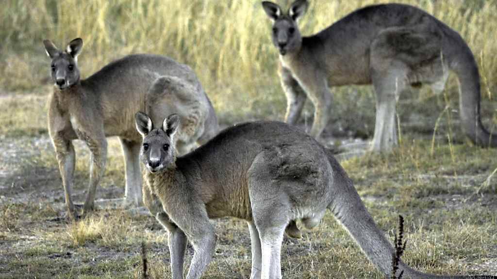 Verhungern lassen oder schiessen? Australien und sein Känguru-Dilemma