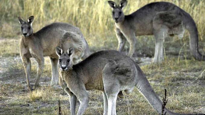 Verhungern lassen oder schiessen? Australien und sein Känguru-Dilemma