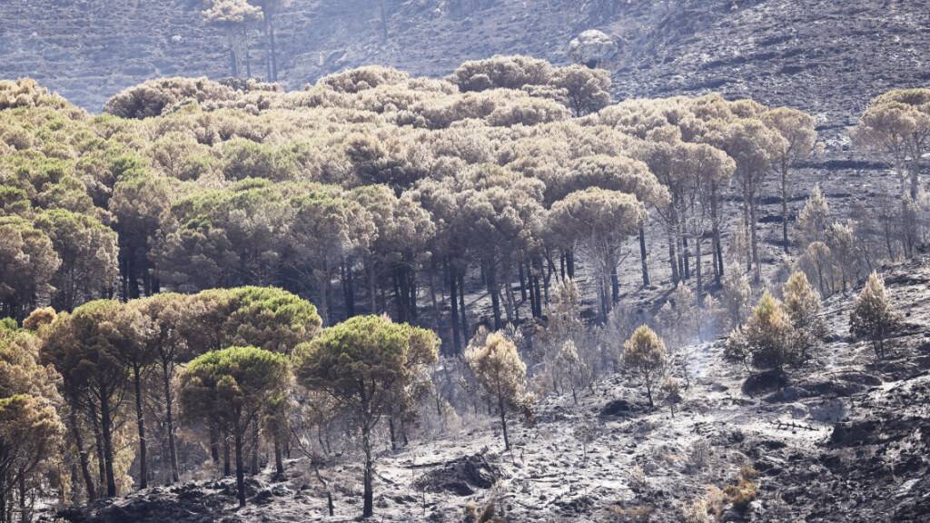 Von Waldbränden zerstörte Bäume. Auf der italienischen Mittelmeerinsel Sizilien sind größere Wald- und Flächenbrände ausgebrochen. Foto: Alberto Lo Bianco/LaPresse via ZUMA Press/dpa