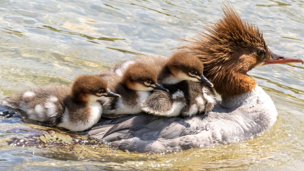 Gänsesäger-Weibchen mit Küken: Weil die Vögel Fische fressen, wollen die zuständigen Parlamentskommissionen sie regulieren, um die Fischbestände zu schützen. (Archivbild)