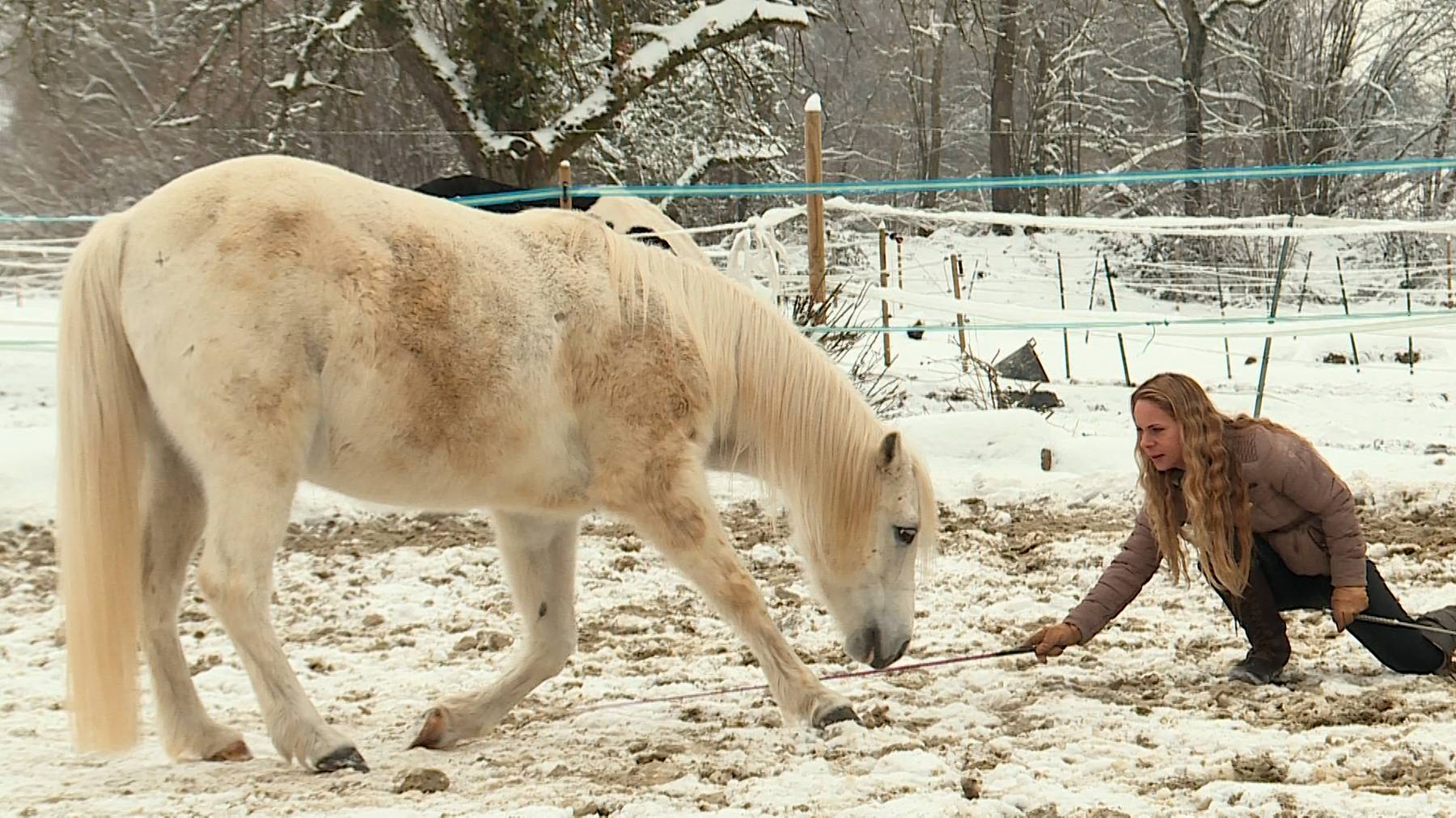 Barockes Reiten