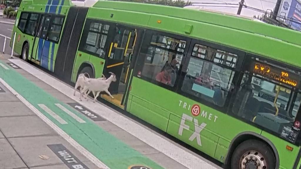 Tierische Schwarzfahrer: Ziegen steigen in Bus in Portland ein