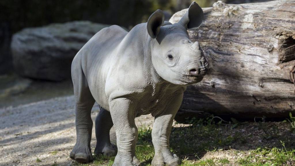 Olmoti im Alter von fünf Monaten im Zoo Zürich.