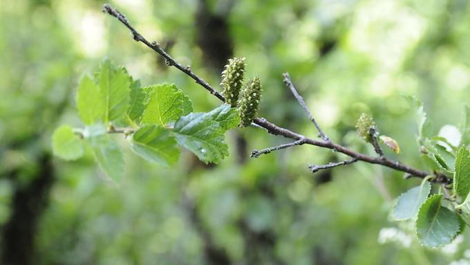 Der seltenste Baum der Schweiz steht in Abtwil