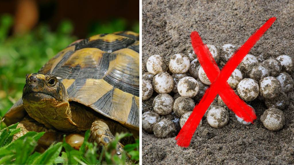 Schildkröteneier vernichten