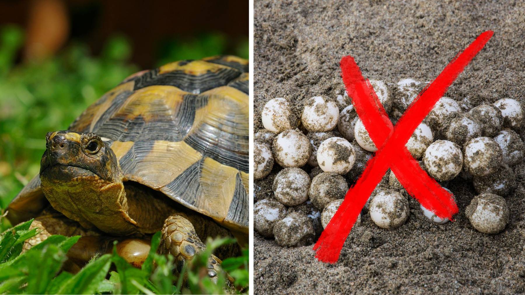 Schildkröteneier vernichten