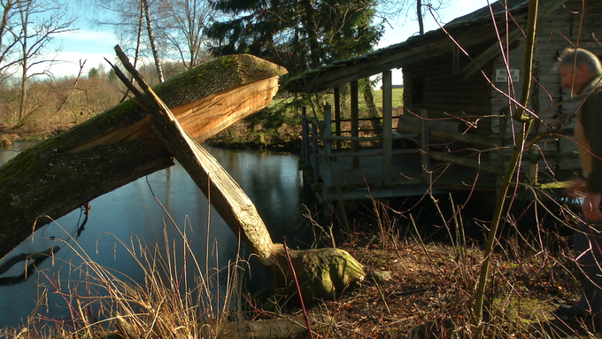 Biberschäden