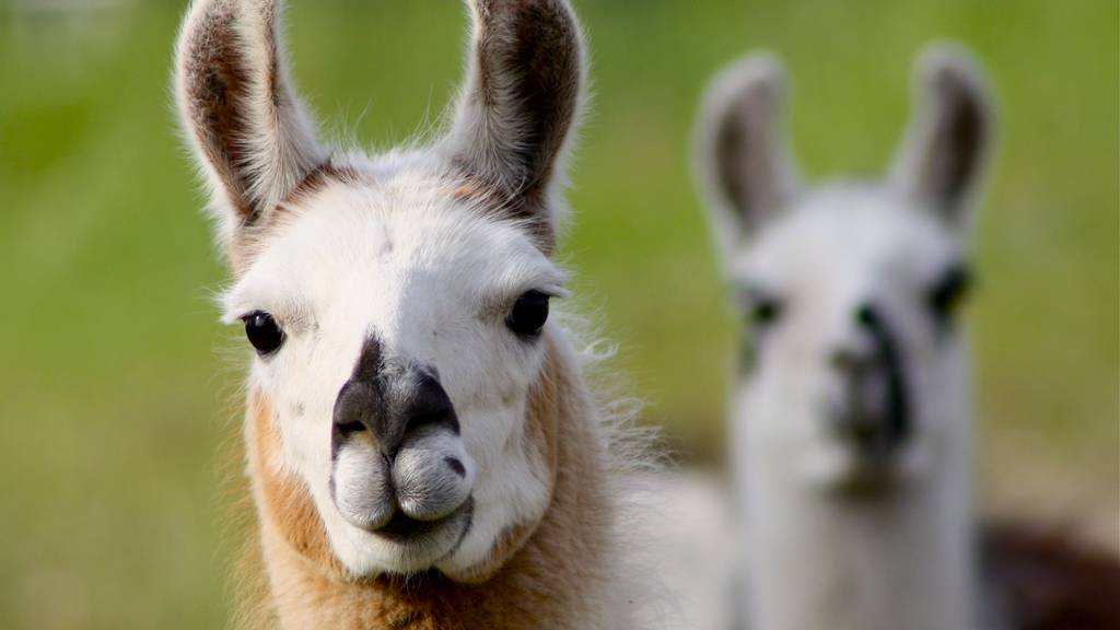 Im Tier- und Freizeitpark gibt es neben Lamas, unter anderem Esel, Ziegen und ein Wollschwein zu bestaunen. (Symbolbild)