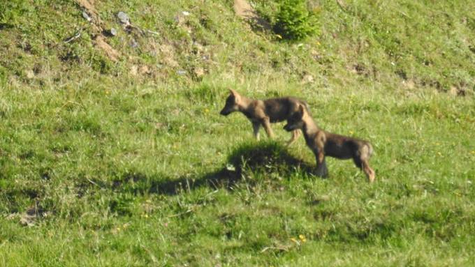 Drei Jungwölfe in Ilanz gesichtet