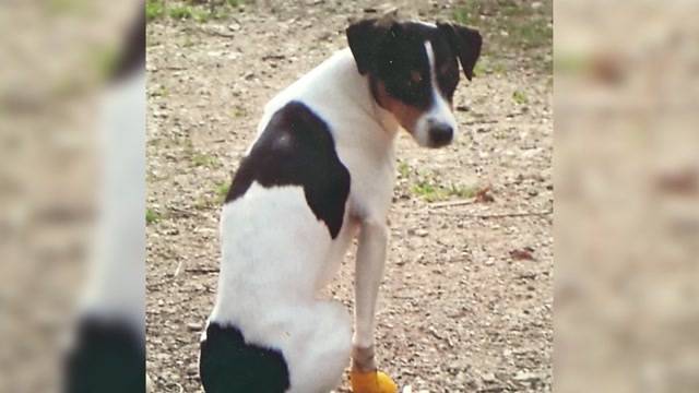 Keine Strafe für Hundstötung