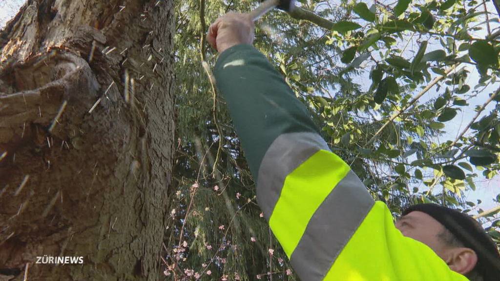 Neue Stadtbäume werden gepflanzt