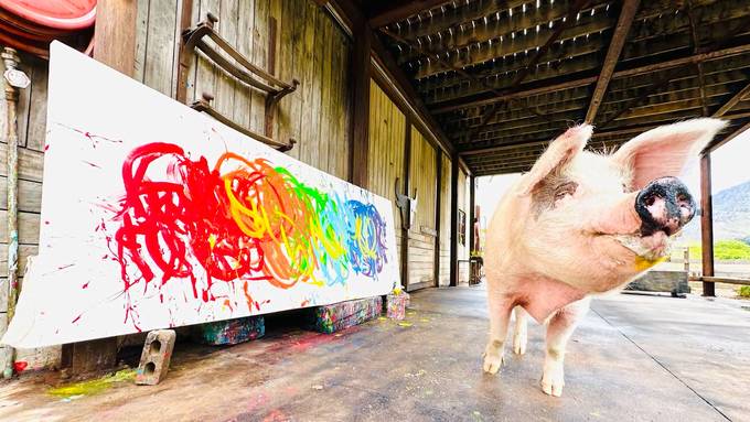 Pigcasso: Ein Schwein erobert die Kunstwelt