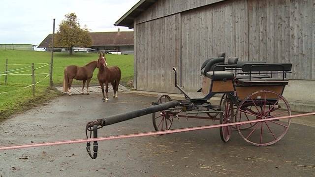 Lebensretter von Kutschen-Unfall gesucht