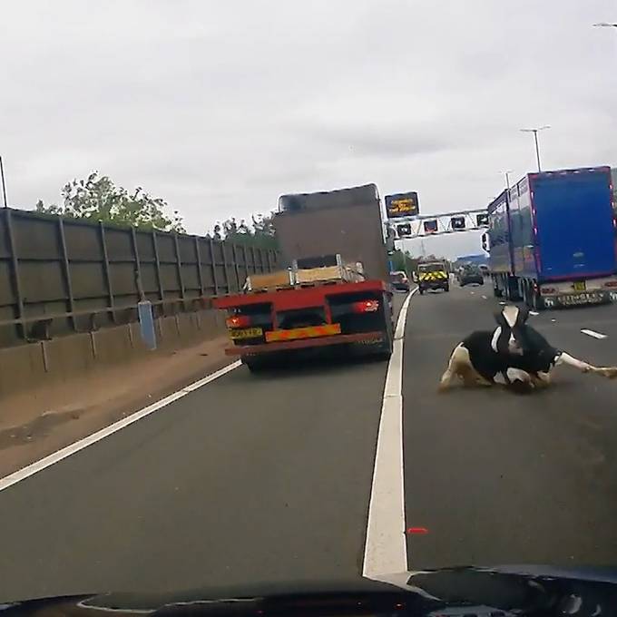 Kuh stürzt aus Tiertransporter mitten auf Autobahn