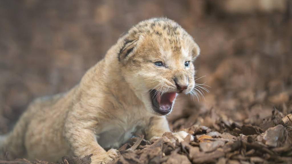 Schon nach vier Wochen tot: Das Anfang Oktober im Walter Zoo im sanktgallischen Gossau geborene Löwenbaby. (Archivbild)