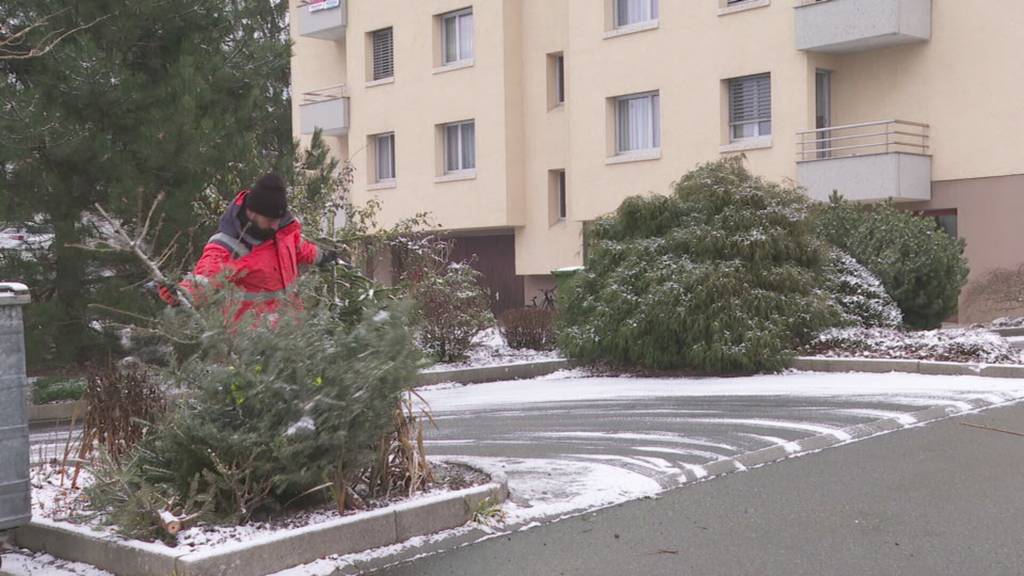 Aus Christbäumen wird auch Energie gewonnen