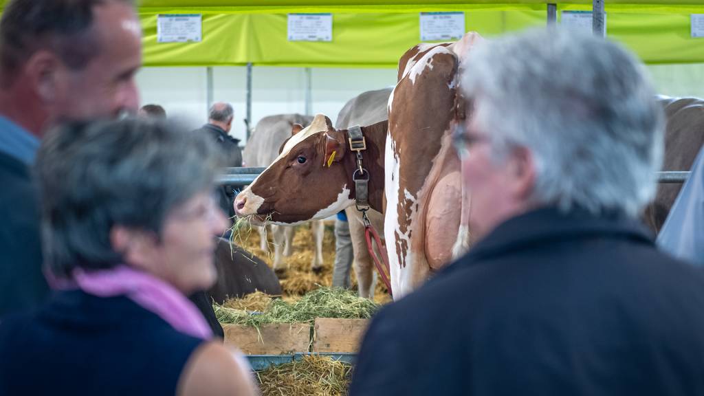 175 Kühe und fast 500 Aussteller zogen Zehntausende Besucher an