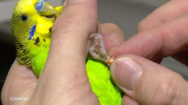 Vogelbesitzer haben Angst vor Vogelgrippe