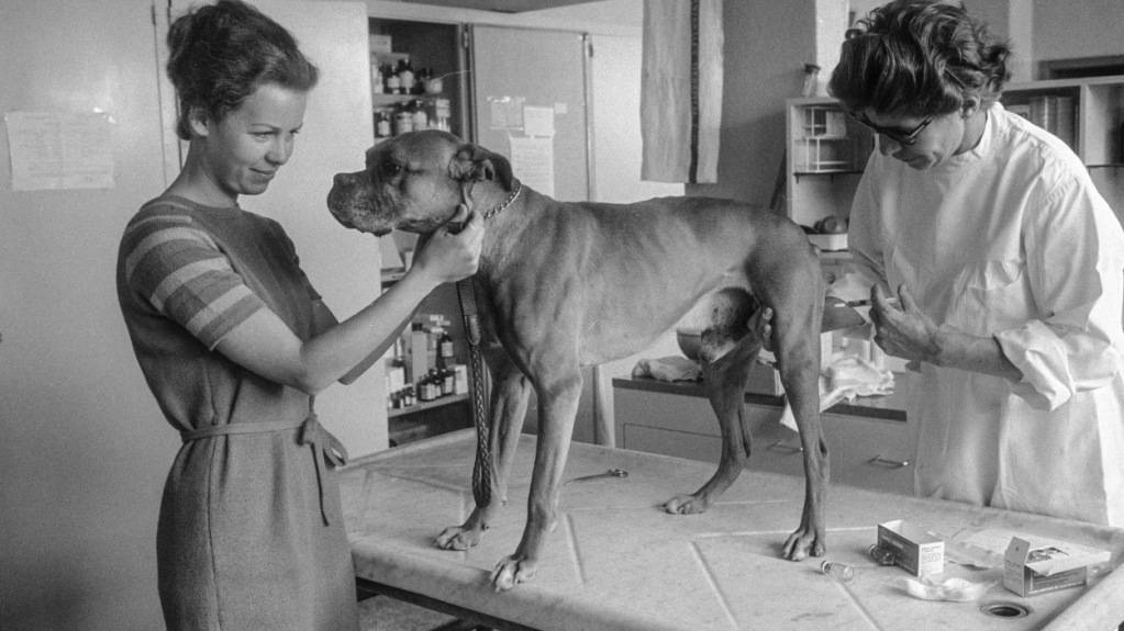 Im Jahr 1967 grassierte zum letzten Mal die Fuchstollwut. Viele Hundehalter wollten ihre Lieblinge damals impfen lassen, hier ein Bild vom Zürcher Tierspital am 8. März 1967. (Archiv)