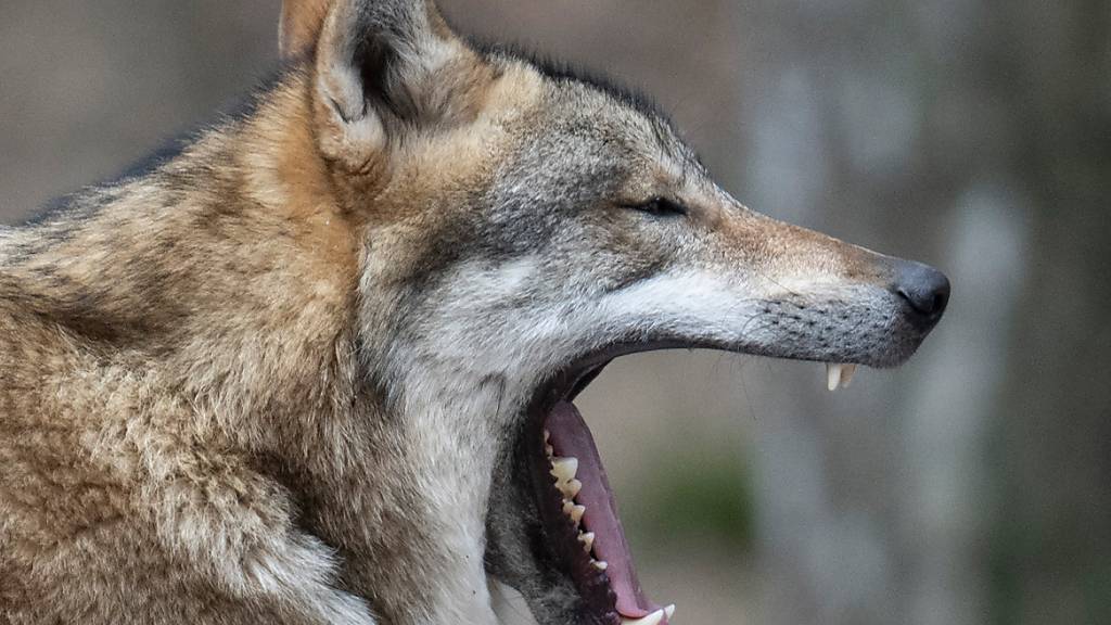 Der Kanton Waadt hat zwei Wolfswelpen zum Abschuss freigegeben. (Symbolbild)