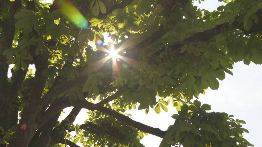 Meteorologischer Sommeranfang: Sommergefühle in der Ostschweiz