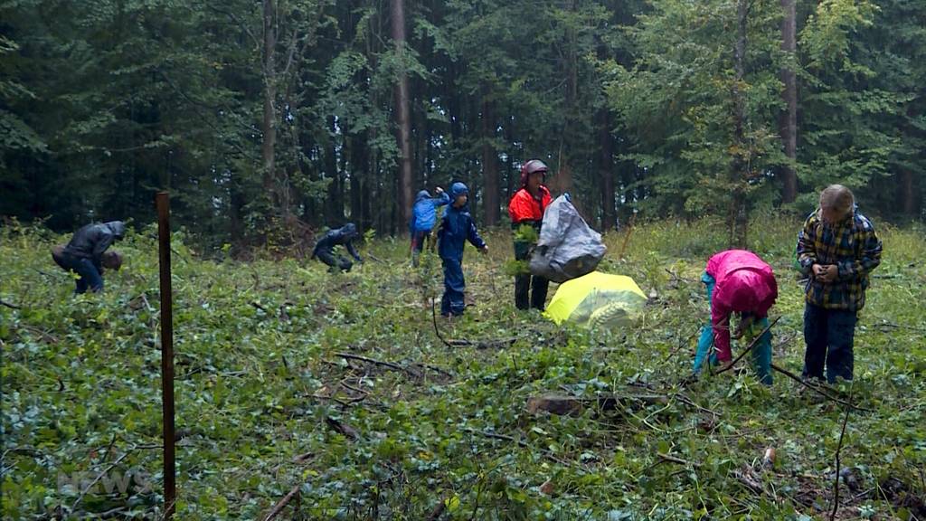 55 Bäume gegen den Klimawandel