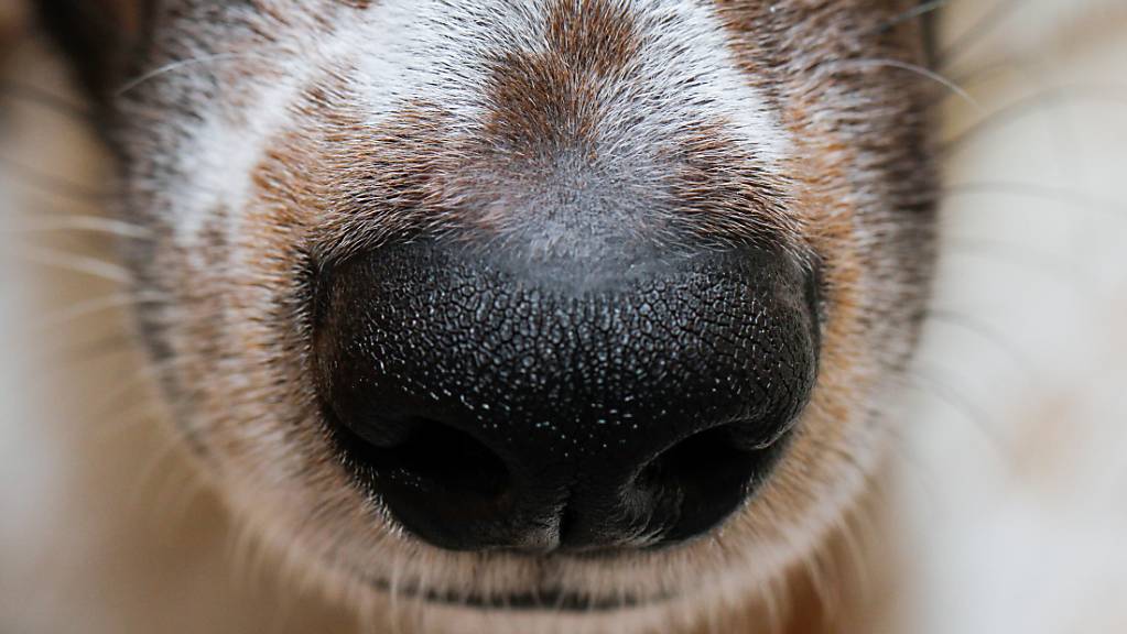 Verhaltensauffällige Hunde sollen künftig durch den Kantonstierarzt beschlagnahmt werden können, entschied der Urner Landrat. (Symbolbild)