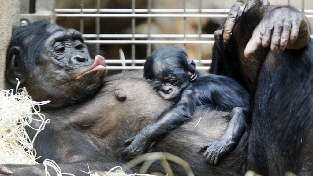 Bonobo-Weibchen sind zärtliche Mütter - auch gegenüber fremden Babys. Anders als andere Tierarten adoptieren sie völlig uneigennützig Waisenkinder aus anderen Gruppen (Archivbild).