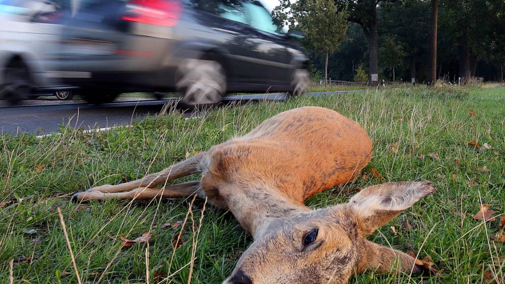 Kürzere Tage, mehr Gefahr: Im Herbst kommt es auf Schweizer Strassen wieder häufiger zu Kollisionen mit Wildtieren. (Archivbild)