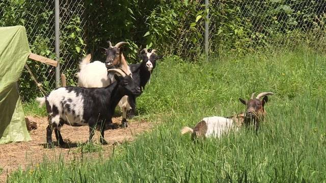 Gewalttätiger Bauer entführt Tiere