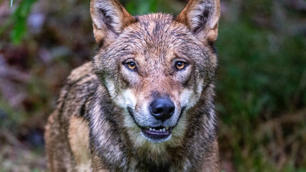 Die Glarner Wildhut erlegte in der Nacht auf Sonntag einen Jungwolf aus dem Kärpfrudel. (Symbolbild)