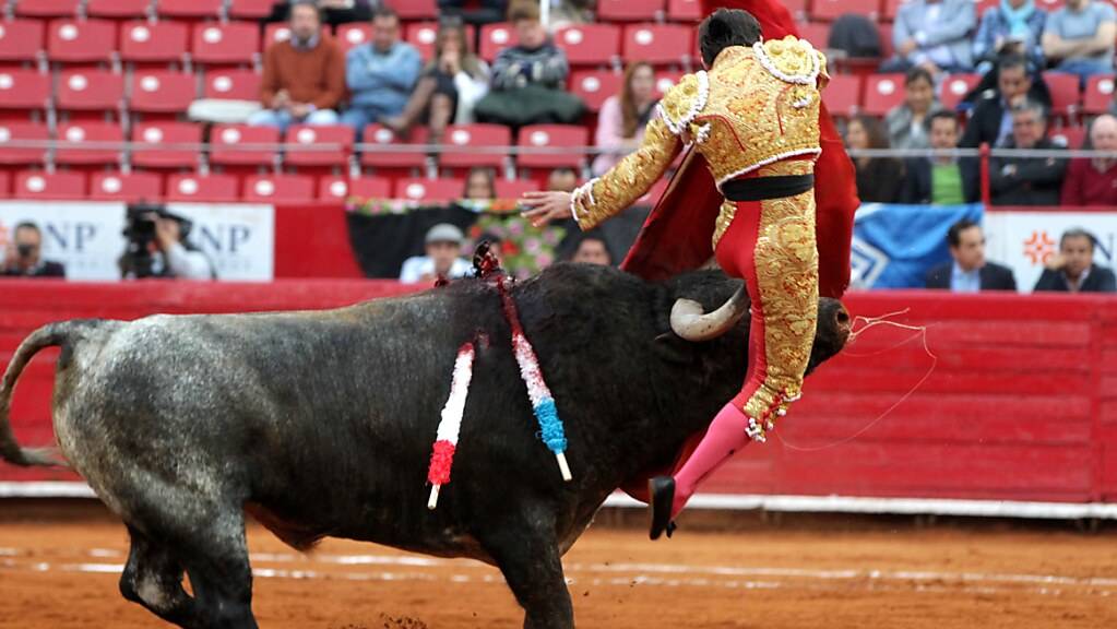 Ein Stier nimmt einen mexikanischen Stierkämpfer auf die Hörner. Ein Richter hat Stierkampfvorführungen in der grössten Arena von Mexiko-Stadt ausgesetzt. Tierschützer hatten geklagt.
