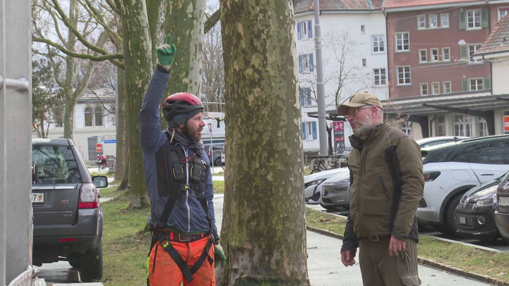 Stadt Bern montiert rund 30 Uhu-Attrappen gegen Saatkrähen