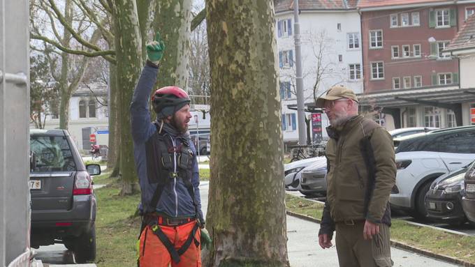 Stadt Bern montiert rund 30 Uhu-Attrappen gegen Saatkrähen