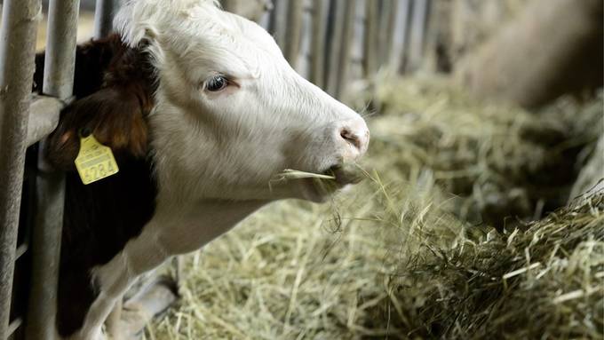 Landwirt bei Sturz verletzt