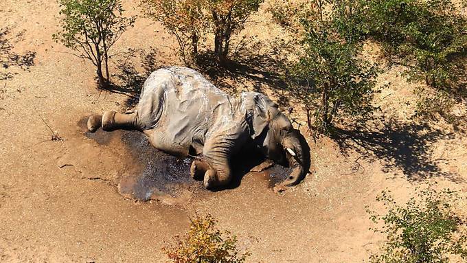 Mysteriöses Massensterben von Elefanten in Botsuana