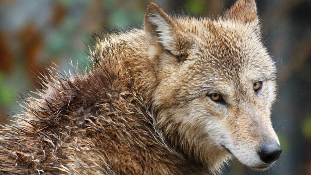 Wölfe sind in letzter Zeit auch an einigen Orten im Mittelland nachgewiesen worden. (Symbolbild)