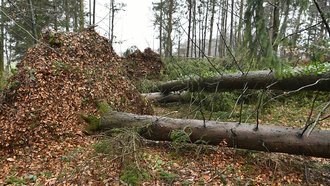 63-Jähriger beim Holzfällen in Herisau tödlich verunfallt