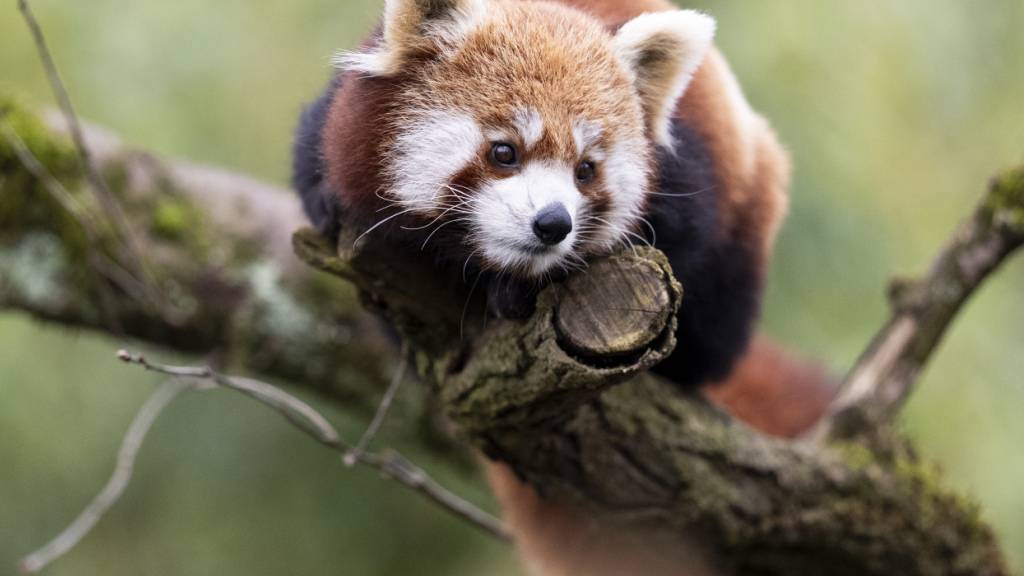 Zoo Zürich verzeichnet 1,3 Millionen Besucher