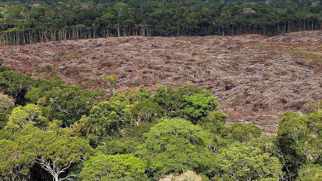 Im Zuge der sich ausbreitenden Covid-19-Pandemie hat die Zerstörung des Tropenwaldes weltweit massiv zugenommen. (Symbolbild)