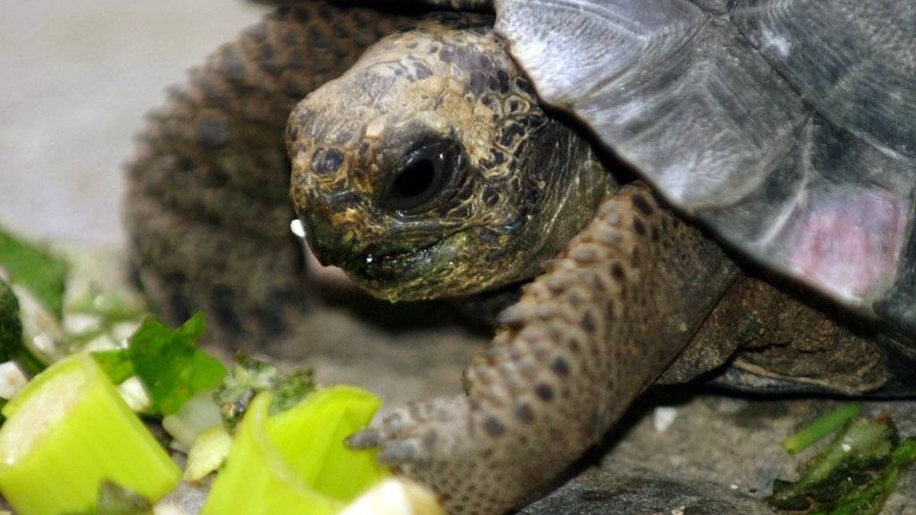 Meeresschildkröten essen im Sommer Algen, die für Menschen giftig sind. Die giftige Substanz findet sich auch im Fleisch wieder. (Symbolbild)