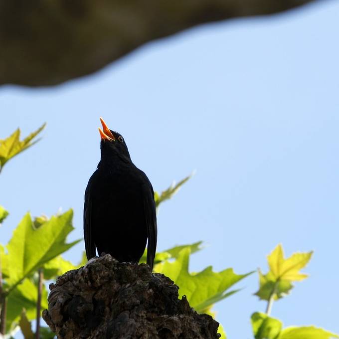 Wieso Zürcher Vögel derzeit besonders laut zwitschern