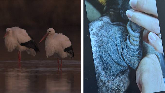 Weissstörche - Stationäre Zugvögel / Hunde Allergiker