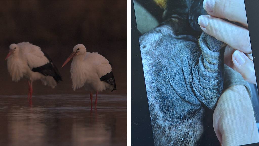 Weissstoerche - Stationaere Zugvoegel / Hunde Allergiker
