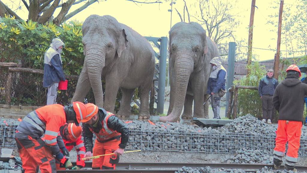 Adieu Rösslitram: Nach über 60 Jahren wird die tierische Attraktion durch ein E-Trämli ersetzt